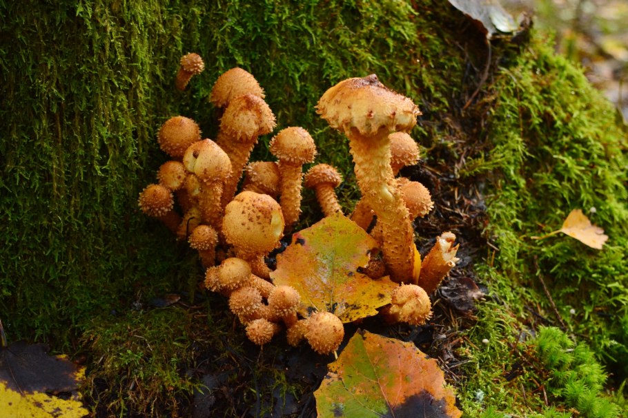 Опёнок Королевский мохнатый