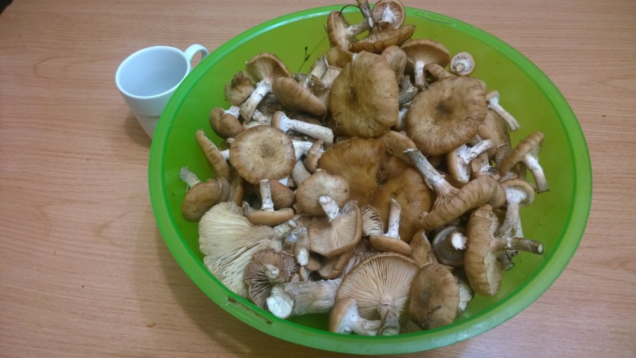 Опёнок луковичноногий