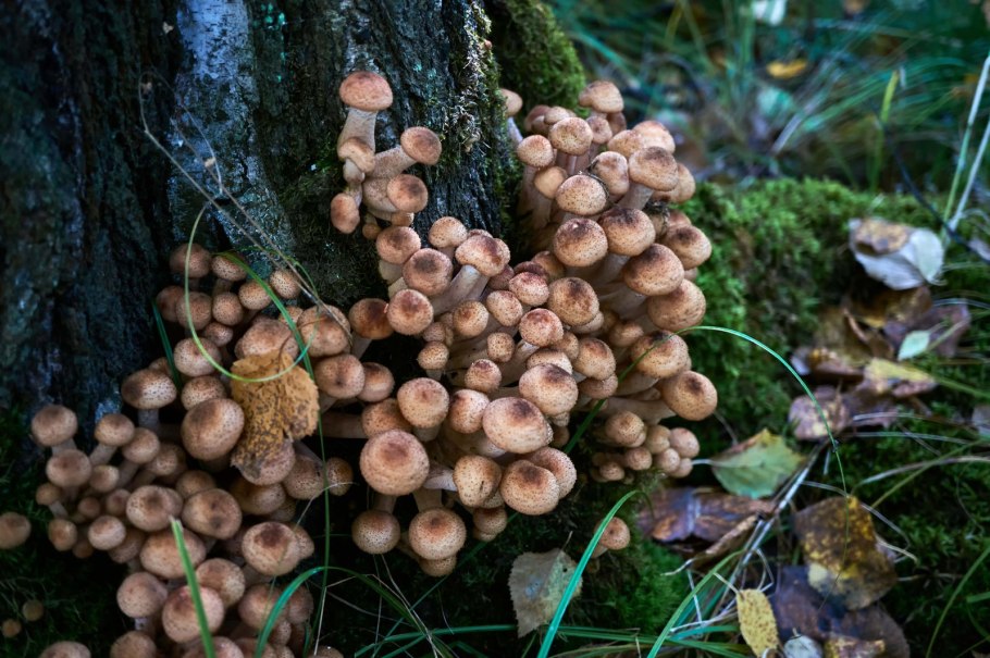 Грибы опенок скученный