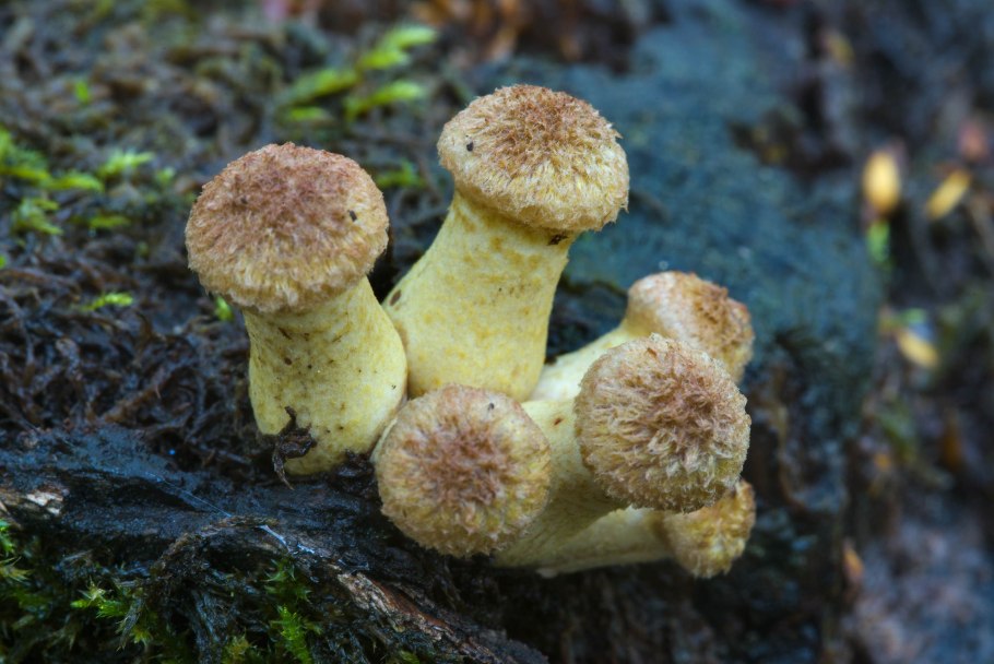 Маслята и опята