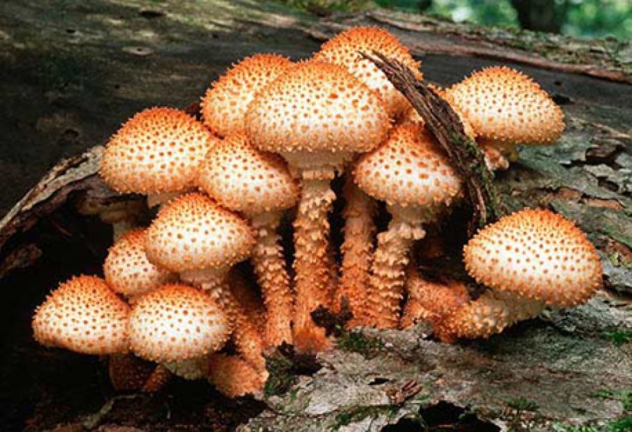 Pholiota squarrosa