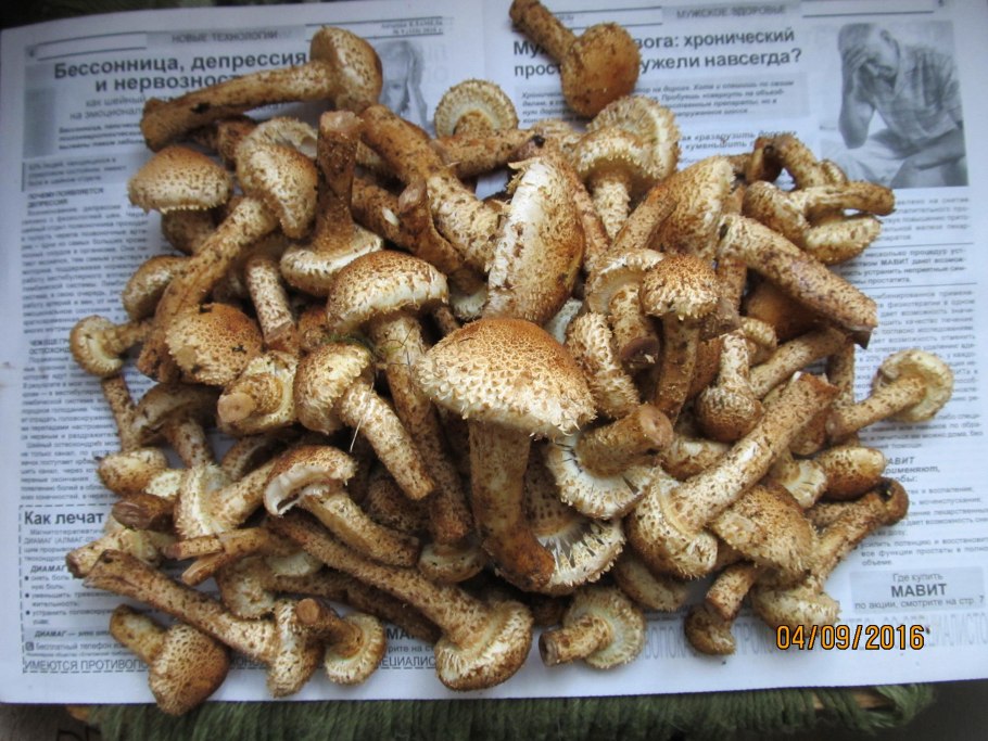 Опенок осенний Северный