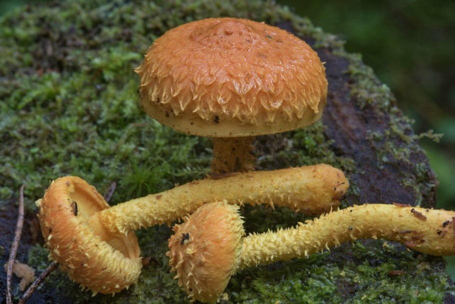 Pholiota Flammans