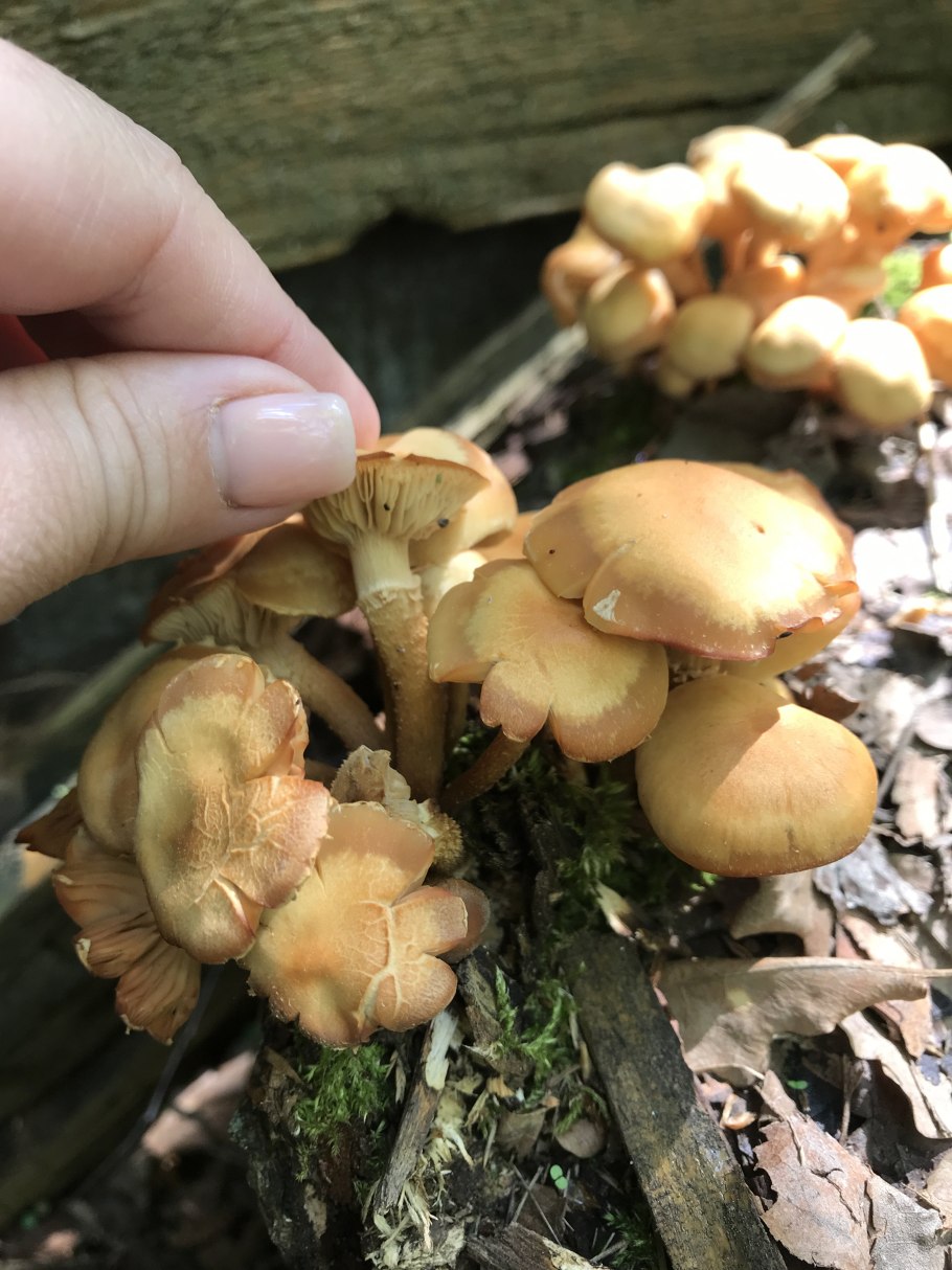 Armillaria Borealis