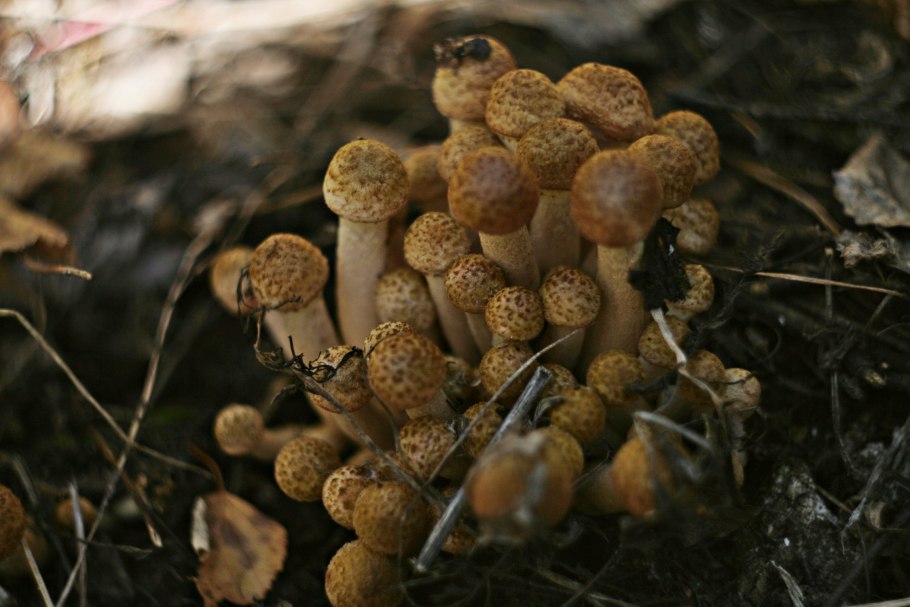 Гриб опёнок осенний