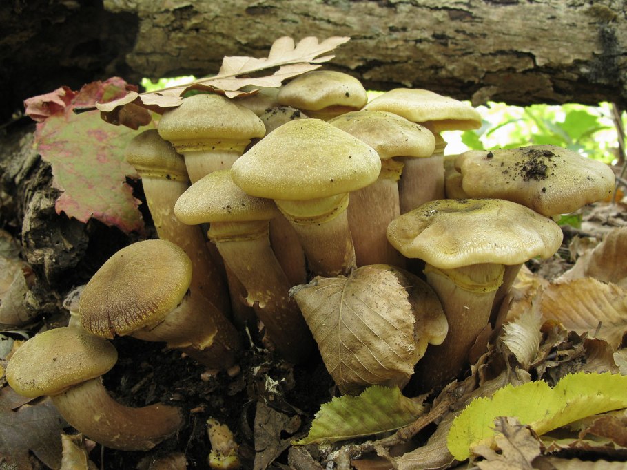 Опята Королевские и чешуйчатка