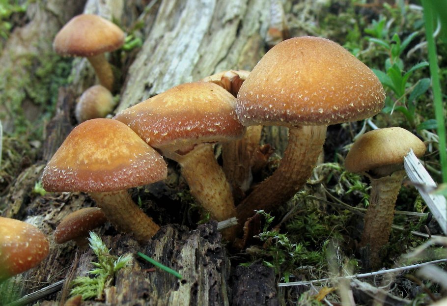 Опенок осенний микориза