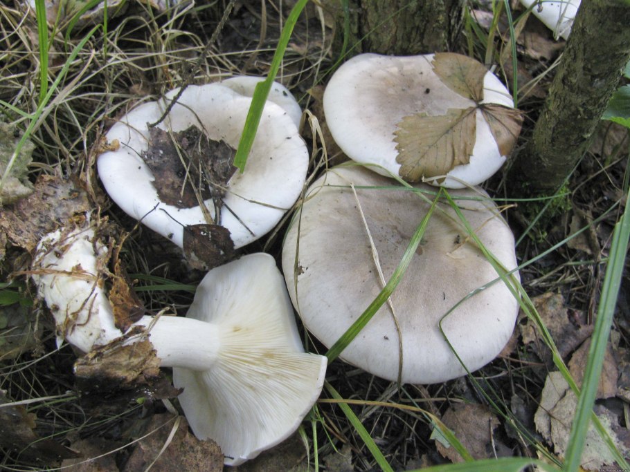 Рядовка пятнистая (Tricholoma pessundatum)