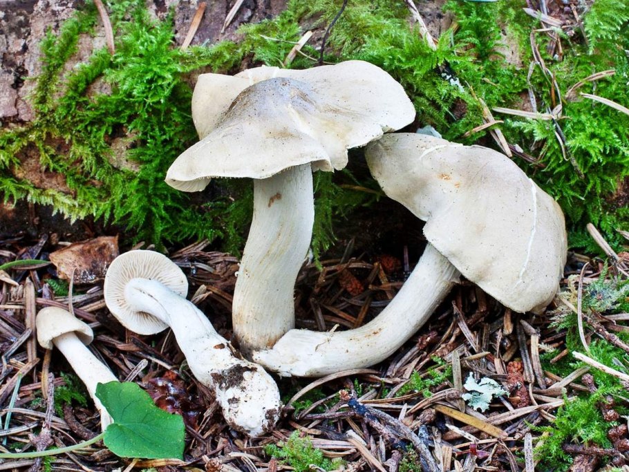 Рядовка вонючая (Tricholoma inamoenum)