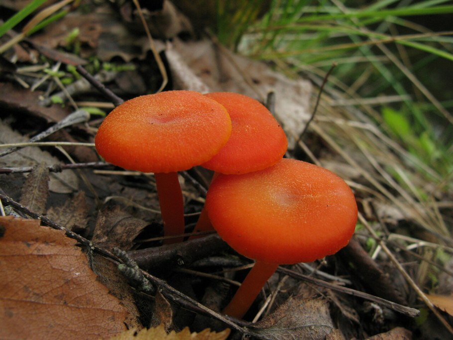 Гигроцибе киноварно-красная (Hygrocybe miniata)