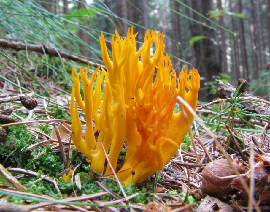 Клавария Золлингера