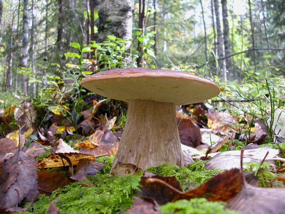 Гигантские грибы в лесу