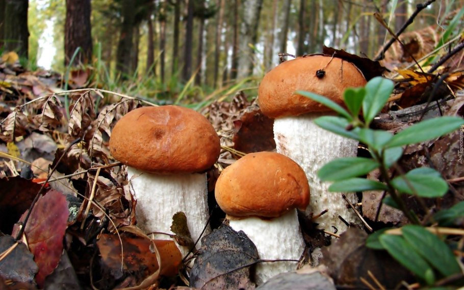 Грибной лес