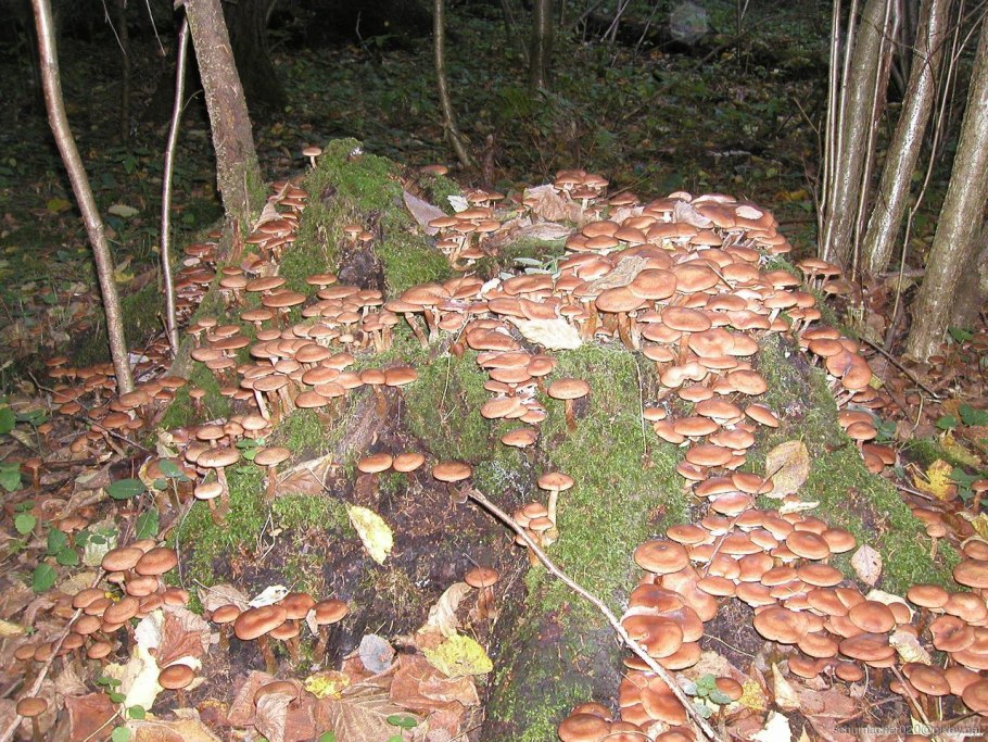 Много грибов