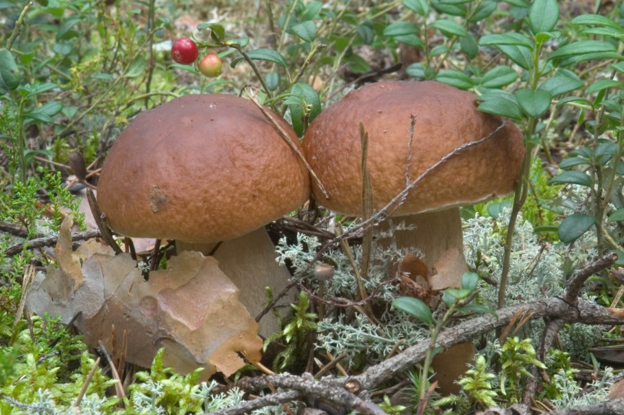 Алёшкинский лес грибы