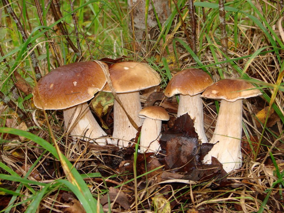 Грибы много