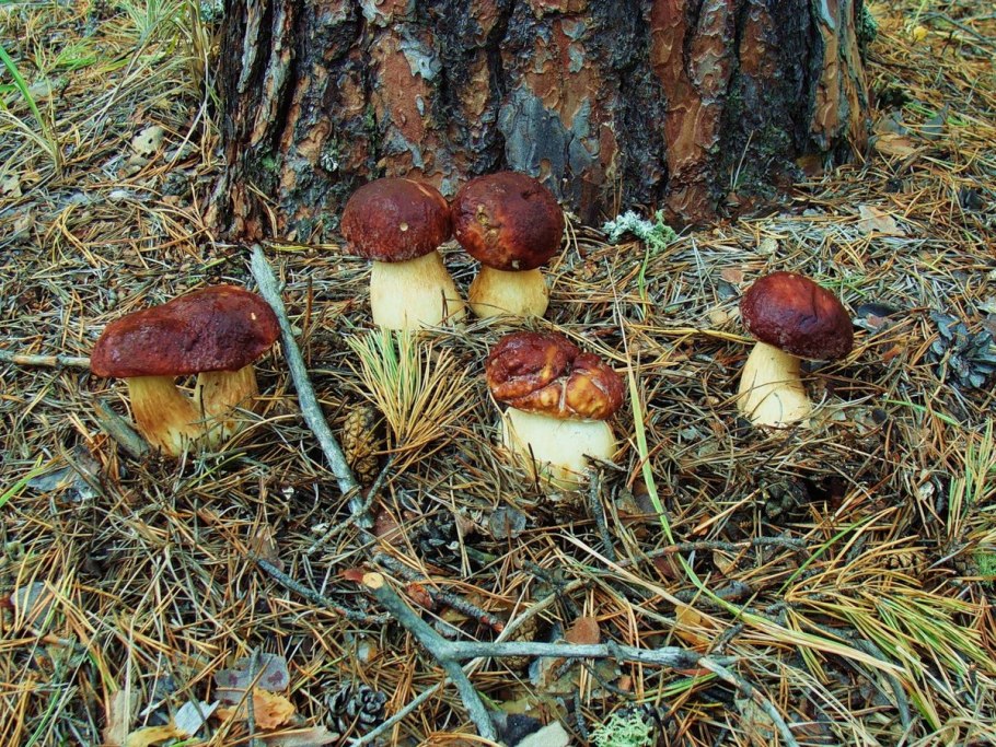 Много грибов в лесу