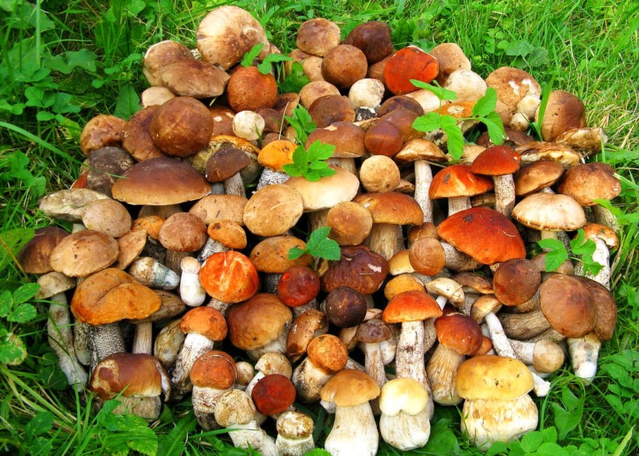 Грибная Поляна белых белых грибов