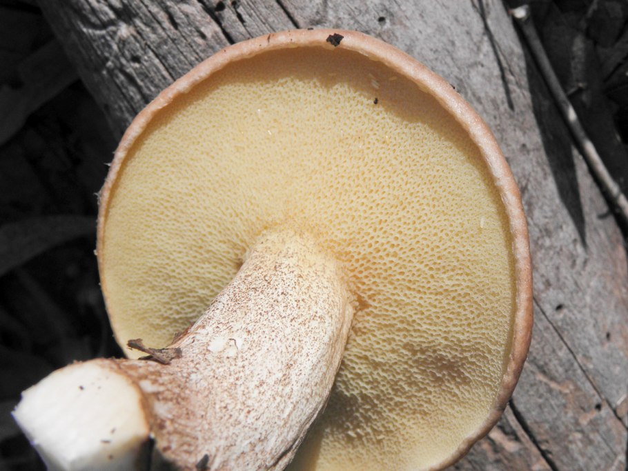 Гименофор подберезовика