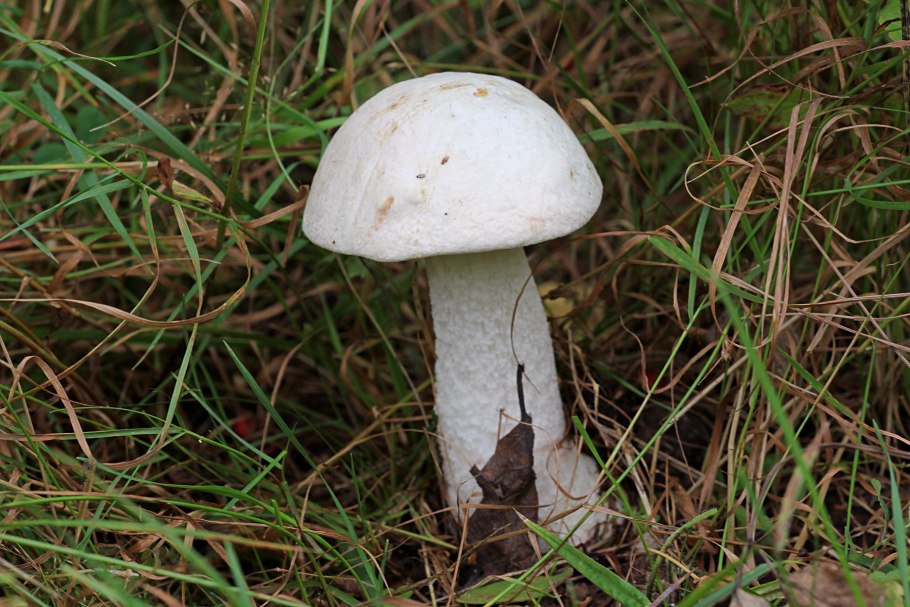 Подосиновик белый (Leccinum percandidum)