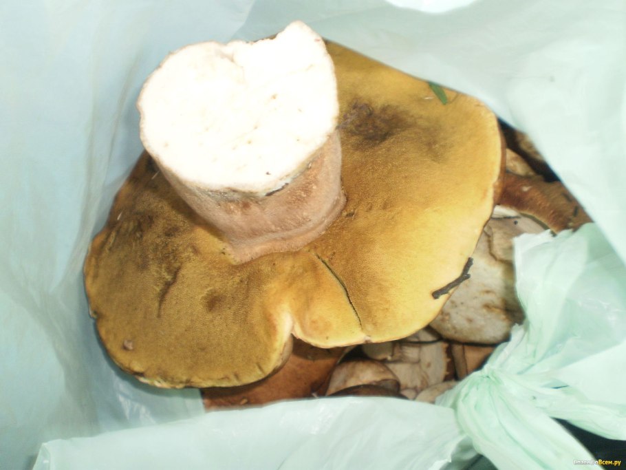 Белый гриб шляпка снизу