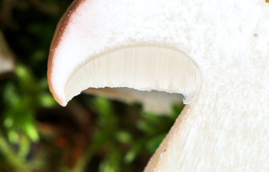 Шампиньон пластинчатый гименофор