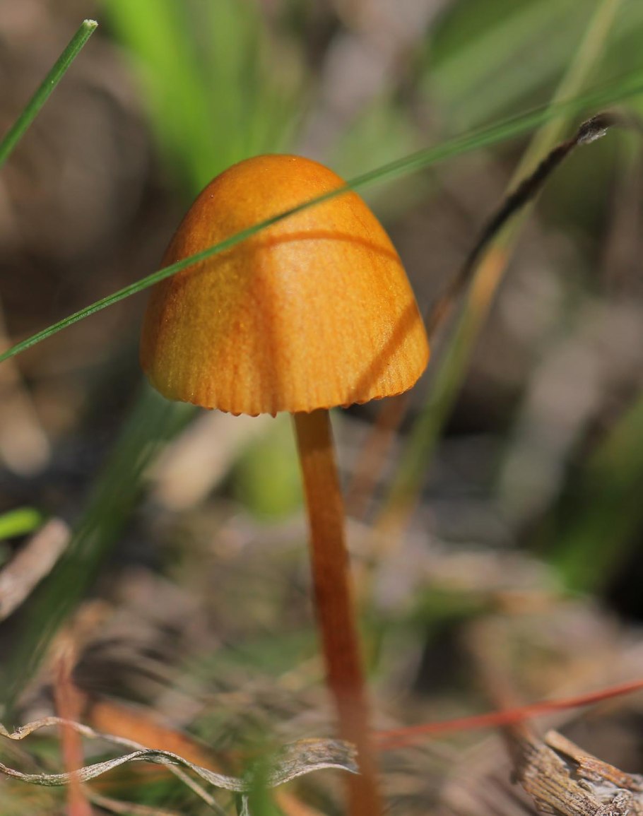 Грибы на тонких ножках