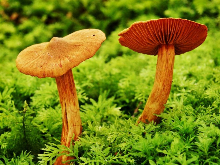 Паутинник особеннейший гриб