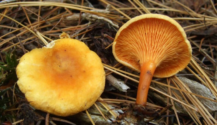 Лисичка ложная Hygrophoropsis aurantiaca