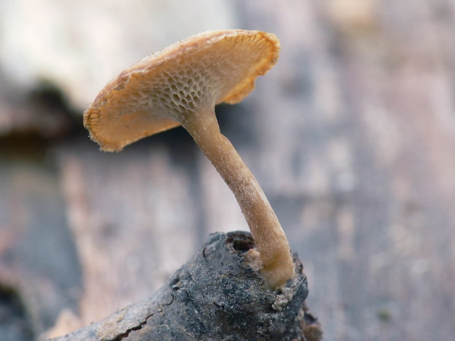 Говорушка оранжевая или ложная Лисичка (Hygrophoropsis aurantiaca).