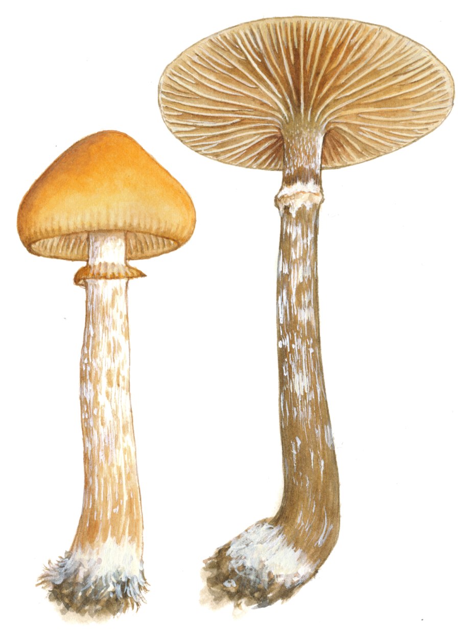 Млечник Рыжик гриб