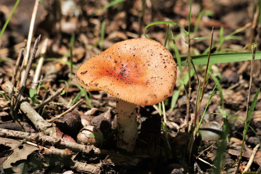 Краснушка гриб