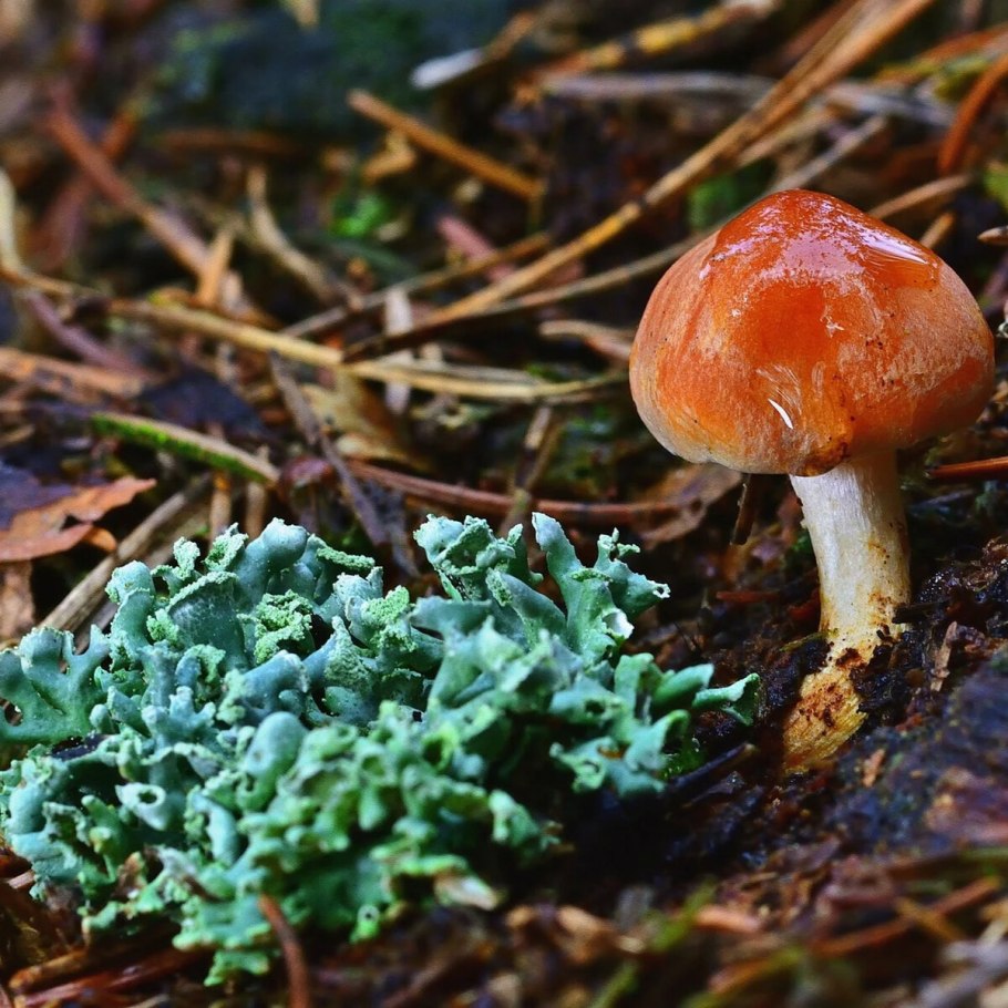 Алеврия оранжевая Aleuria aurantia