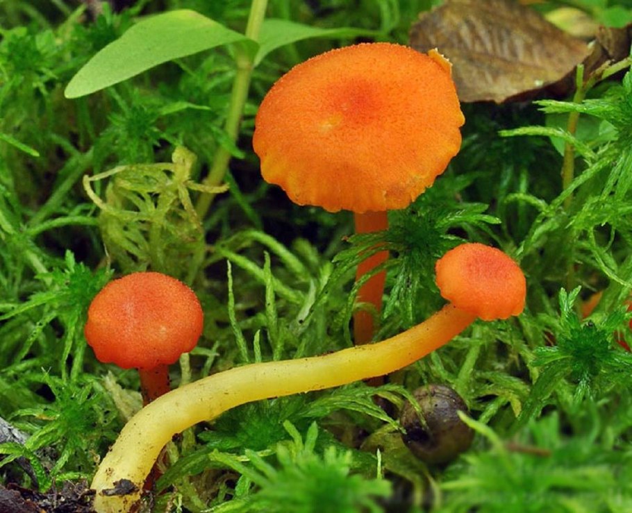 Псевдогигроцибе лисичковая