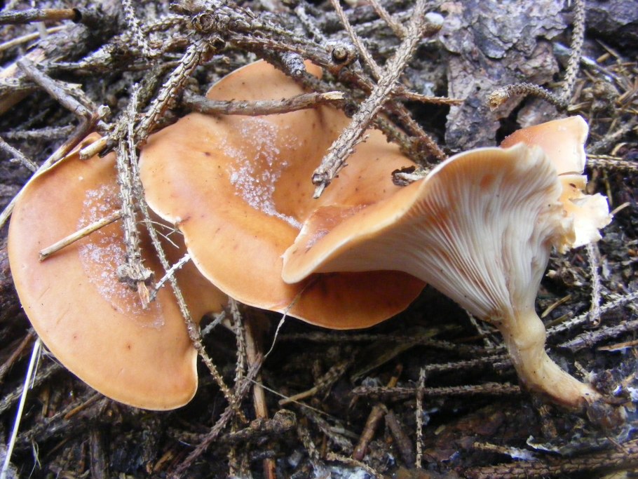Маслёнок трентийский (Suillus tridentinus)