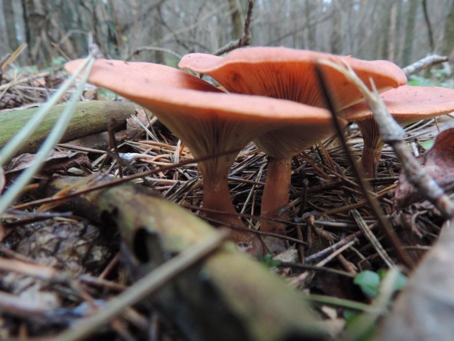 Говорушка красно бурая