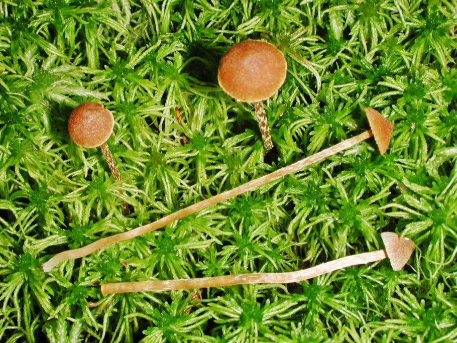 Мицена гриб оранжевая