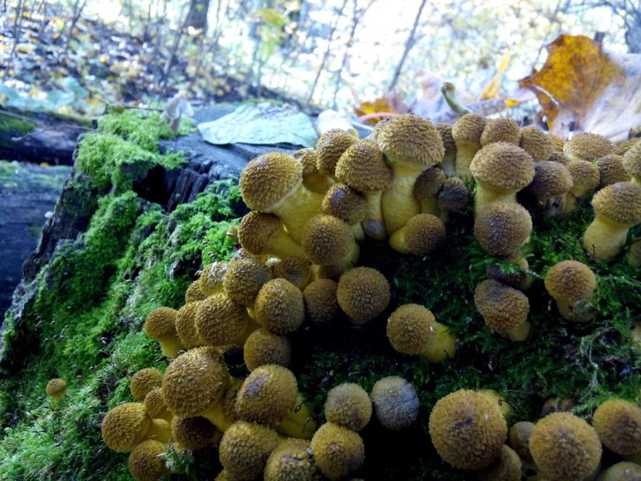 Королевские опята