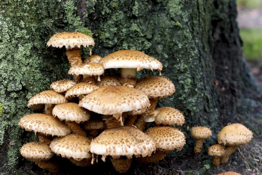 Опёнок толстоногий Armillaria