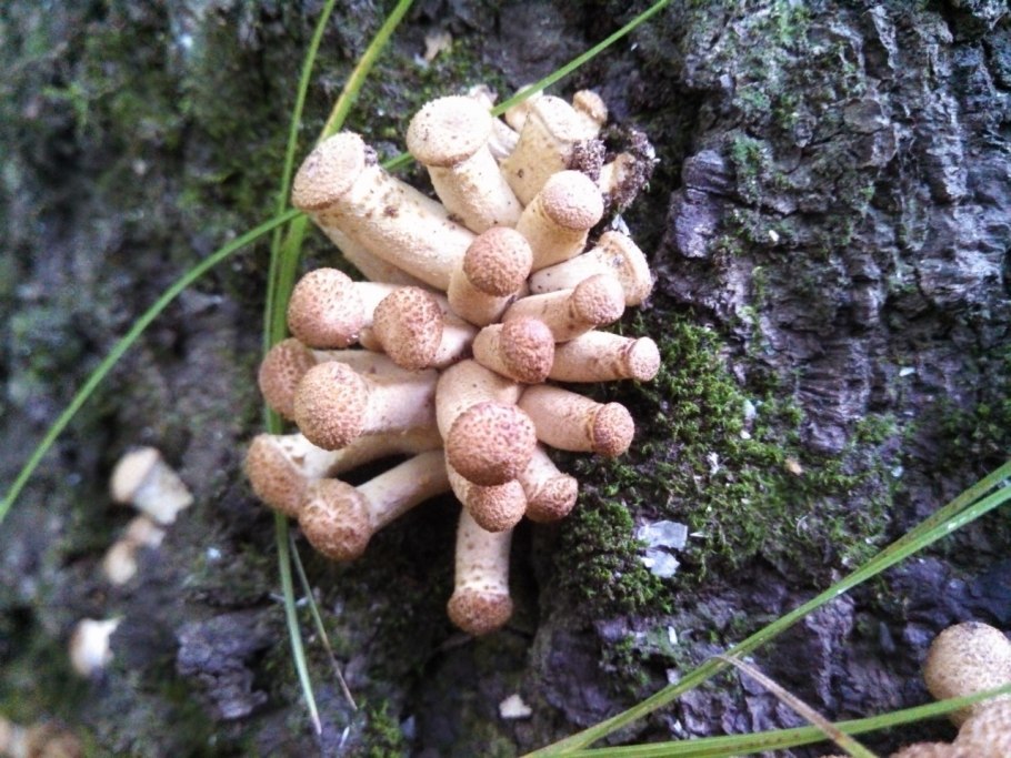 Гриб чешуйчатка обыкновенная Pholiota squarrosa