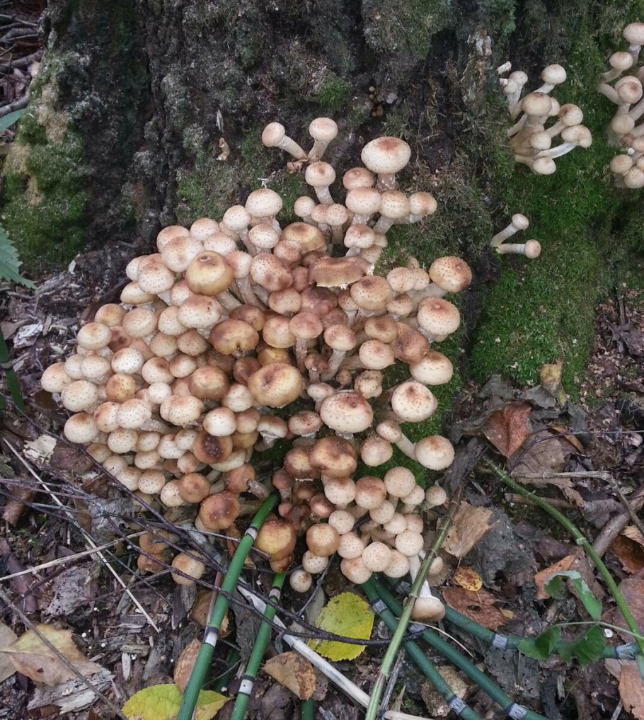 Грибы восточные