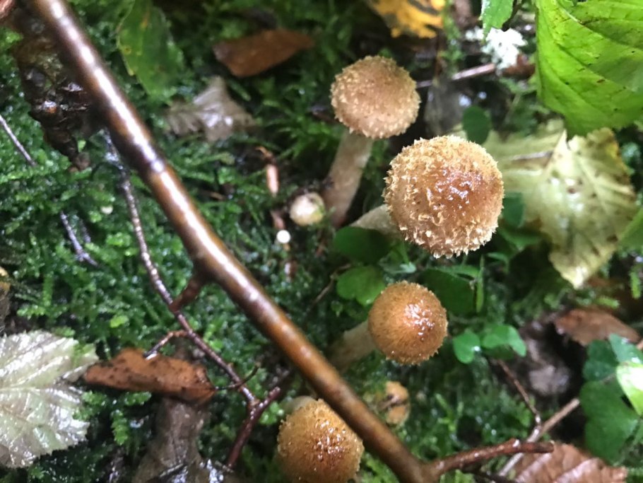 Опята пластинчатые