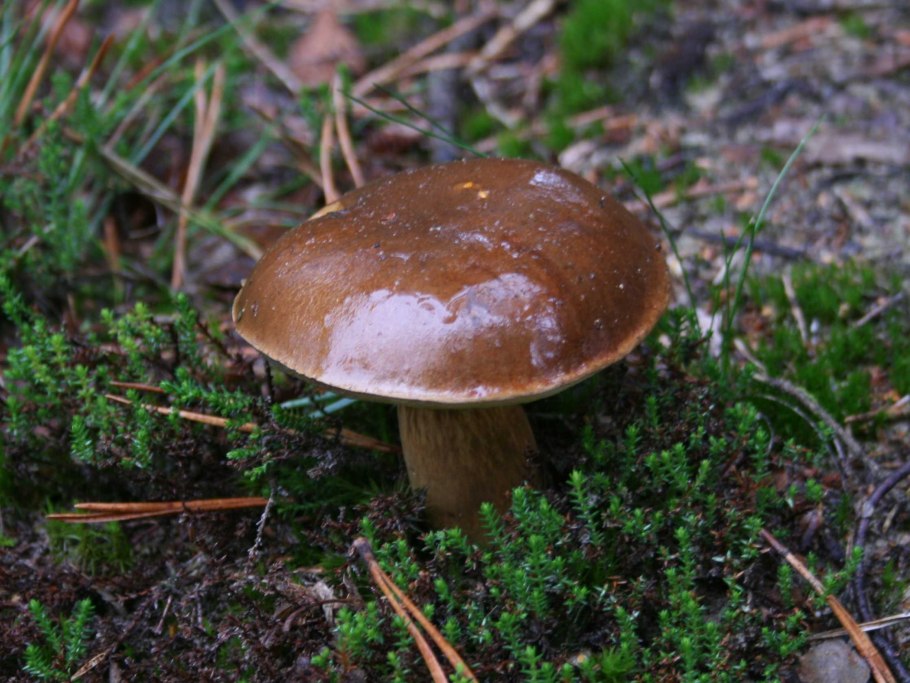 Польский гриб Imleria Badia