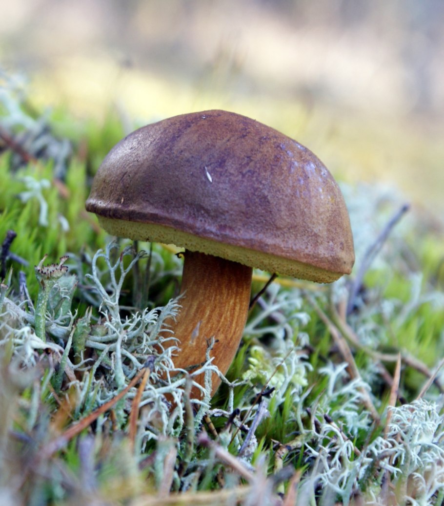 Польский гриб (Xerocomus badius)