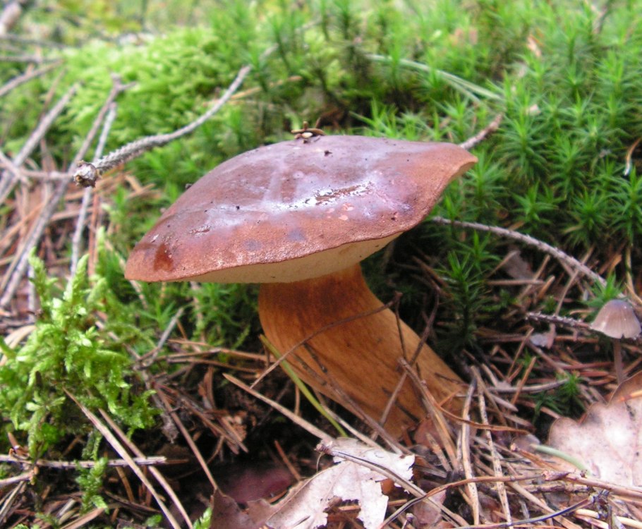 Польский гриб (Xerocomus badius)