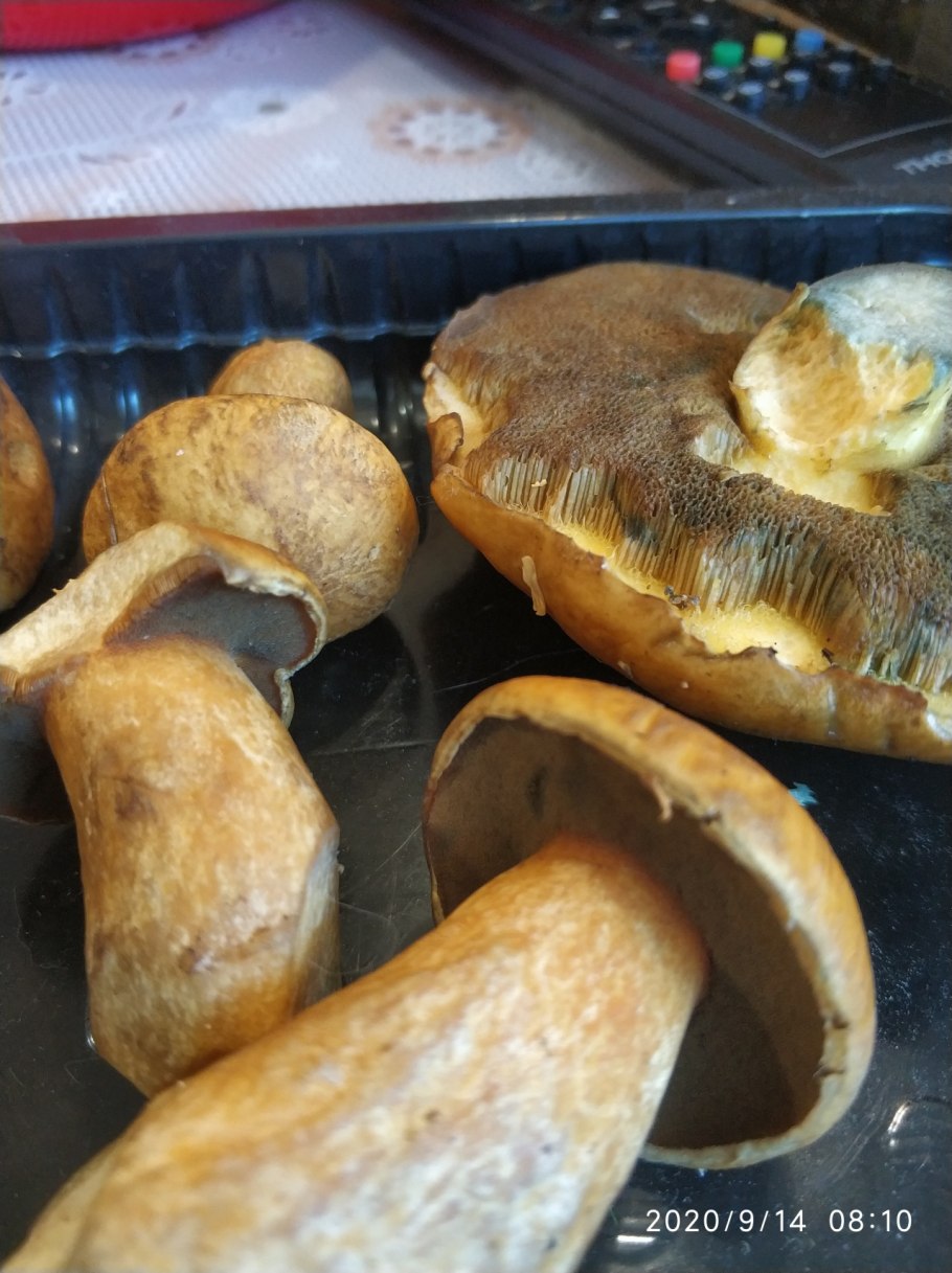 Сухой масленок