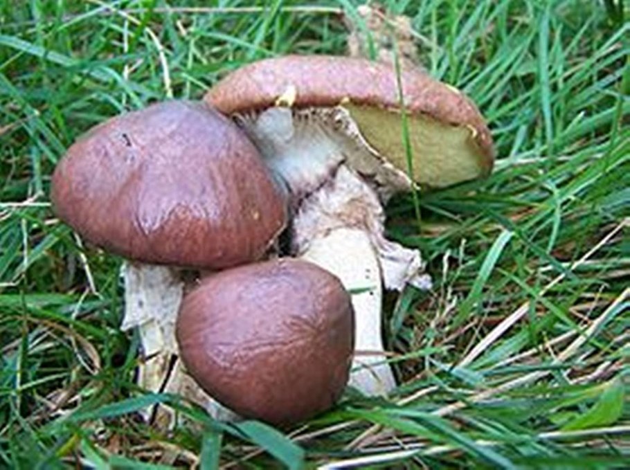 Маховики грибы