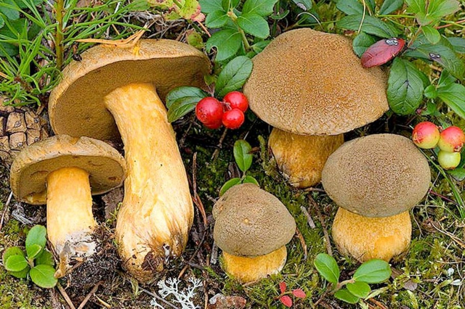 Моховик гриб