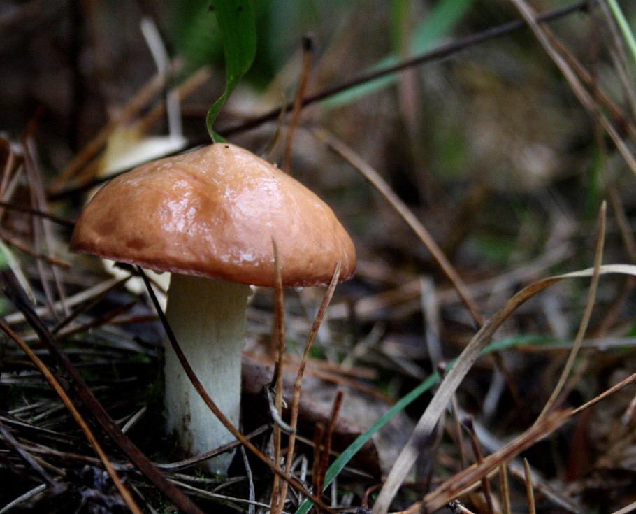 Масленок Suillus