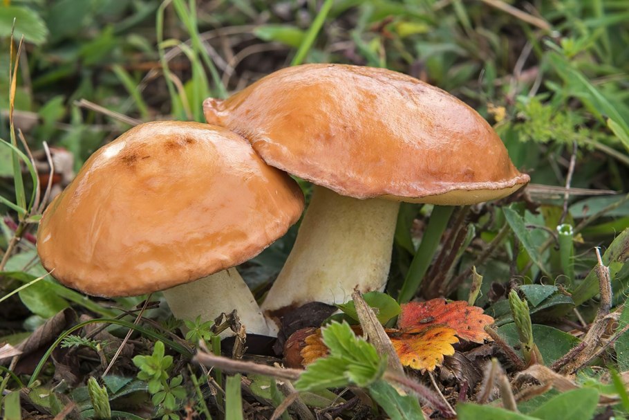 Маслёнок обыкновенный (Suillus luteus)